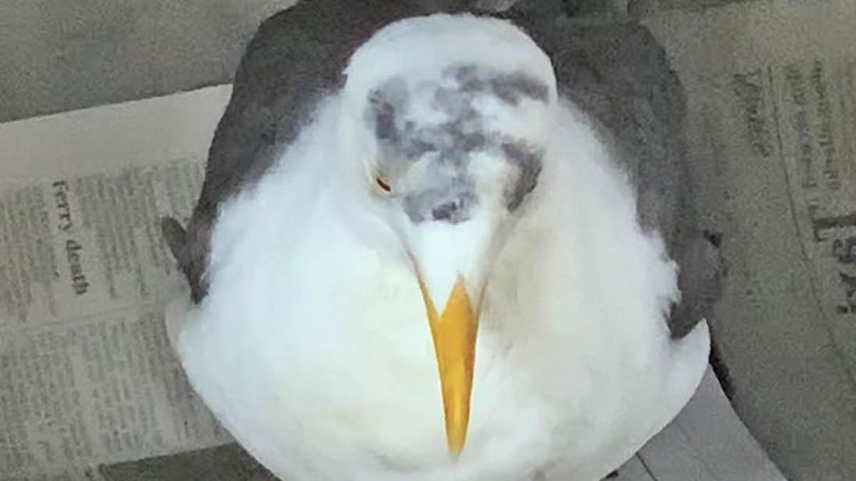 Seagull has swastika daubed on its head by sick jailbird at prison that was home to the Krays, Peter Sutcliffe and Gary Glitter