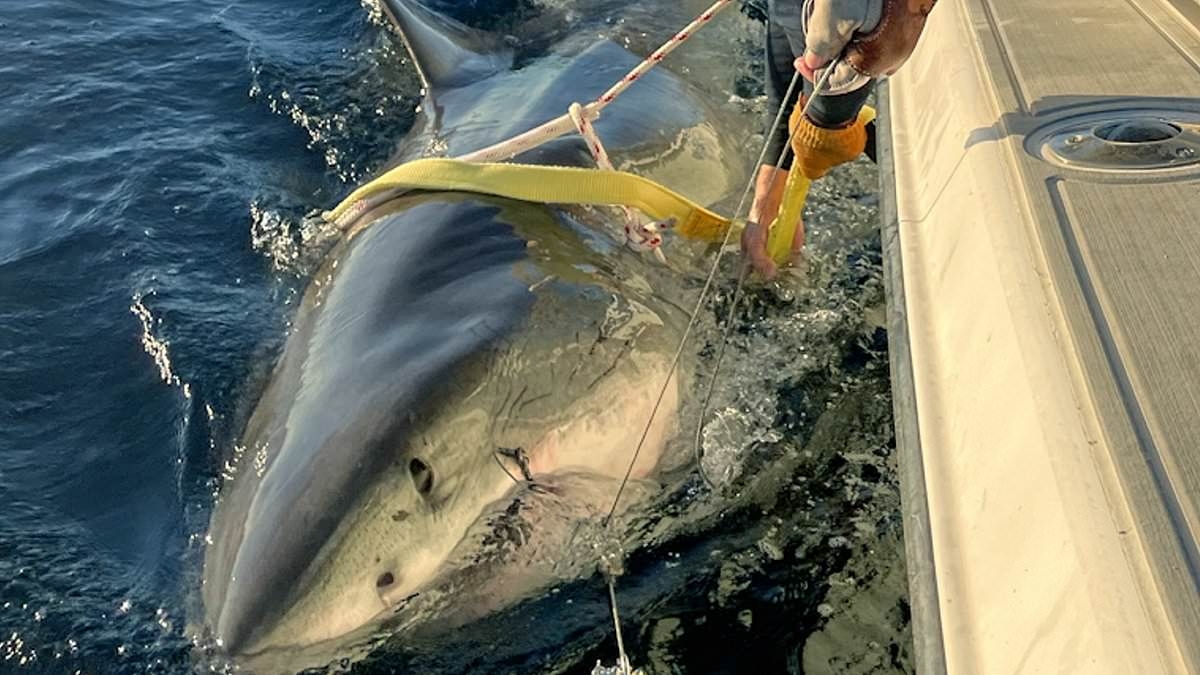 Largest ever great white shark swims towards popular US beach resort