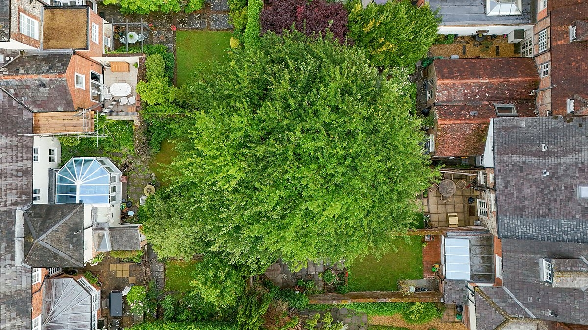 Fury as council bans homeowner from cutting down her 'Jack and the Beanstalk' tree despite claims from locals that huge oak could crush their homes