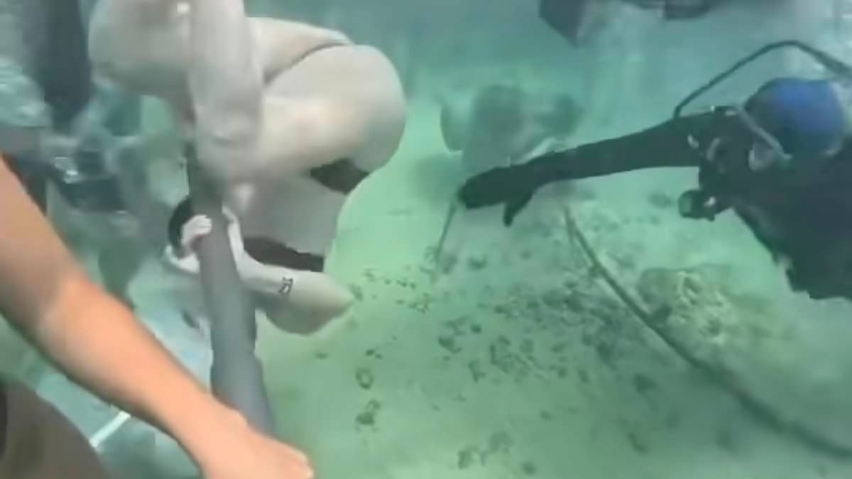 Tourist suffers underwater nightmare as her air supply helmet dislodges