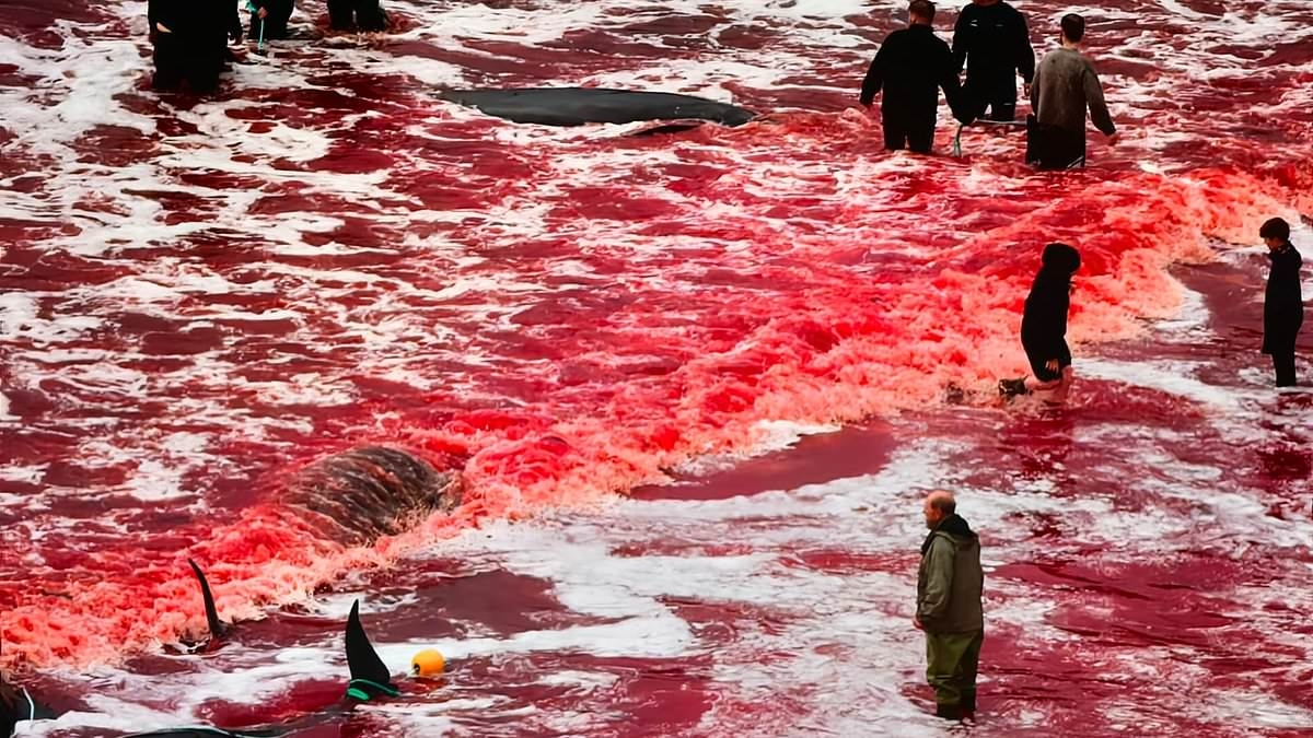 Water turns red with blood as Faroe Islanders carry out annual whale and dolphin slaughter