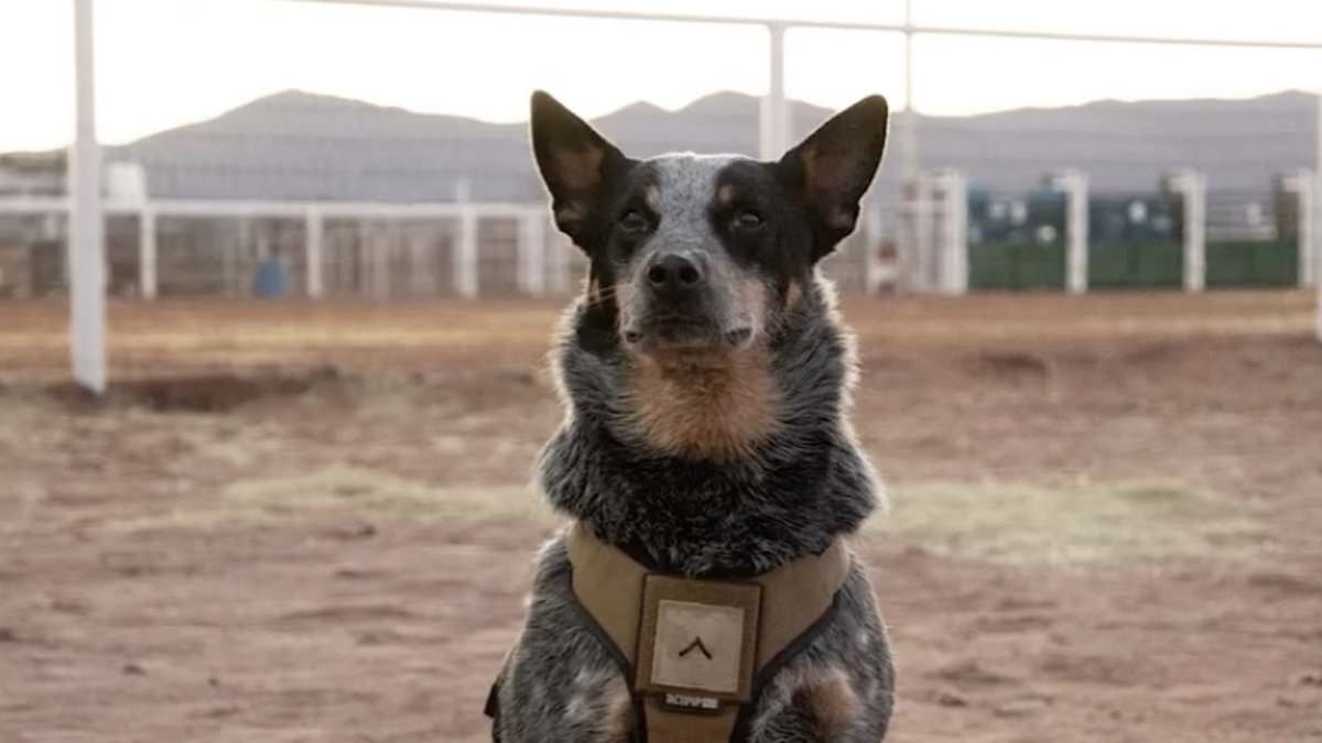 Trump military parade VIP guests include a dog named 'Doc Holliday' and his two mules