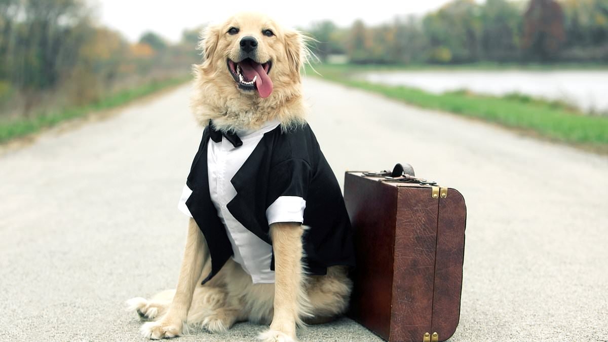 How a snap of your dog on your desk can reduce anger and calm an office spat