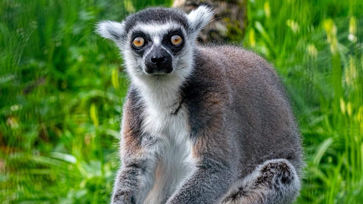 Stumpy the lemur has defied the odds to become the oldest in the world