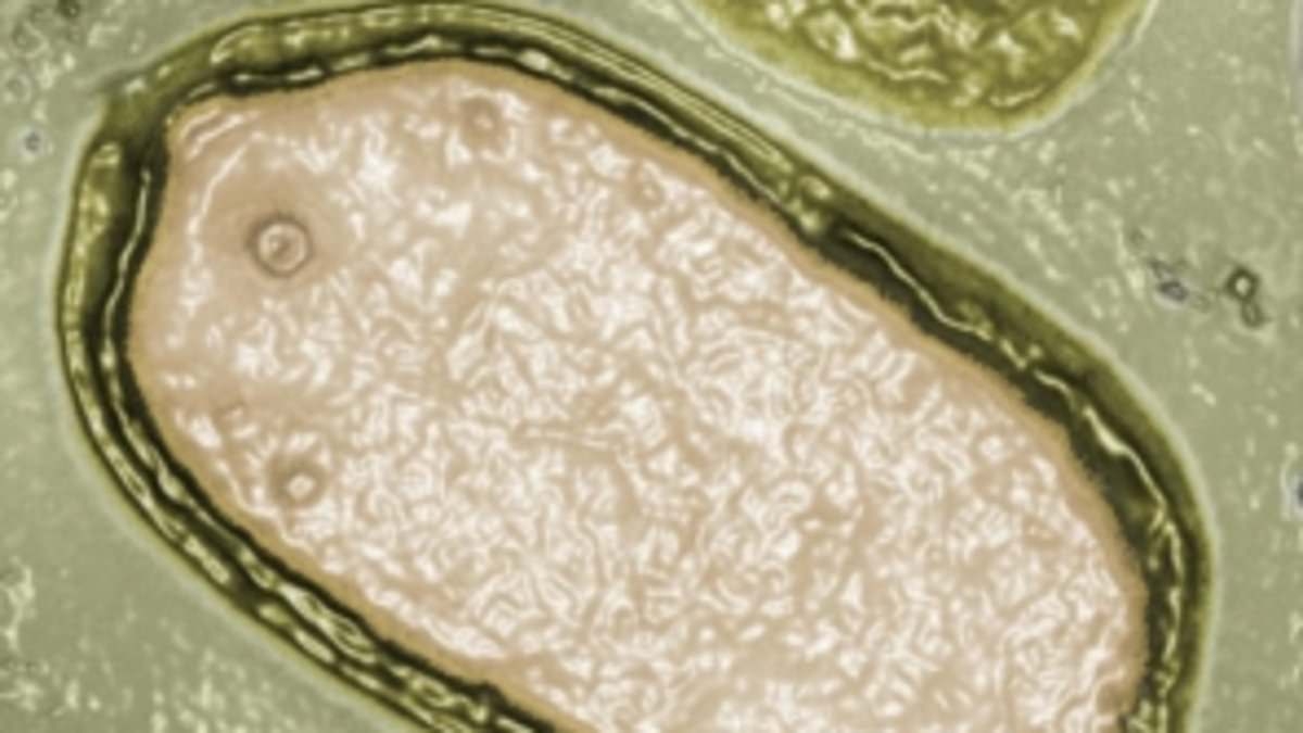 Scientists discover hundreds of mysterious giant VIRUSES lurking in the ocean