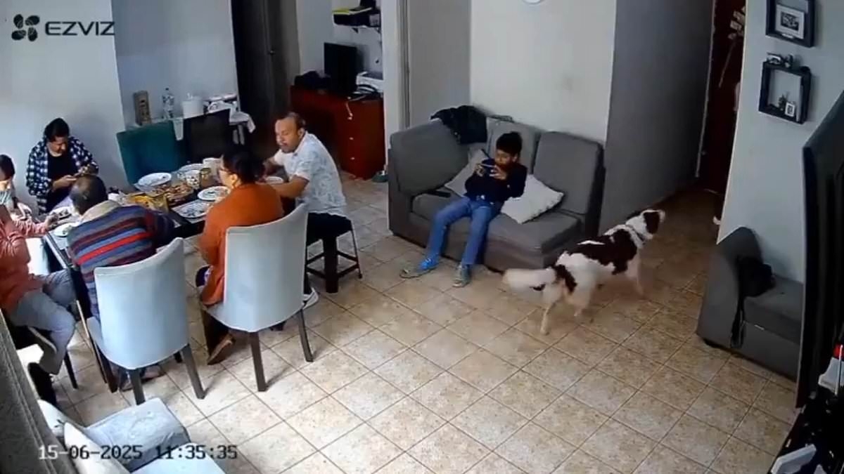 Terrified dogs tried to warn family something terrible was about to happen....moments later, it did
