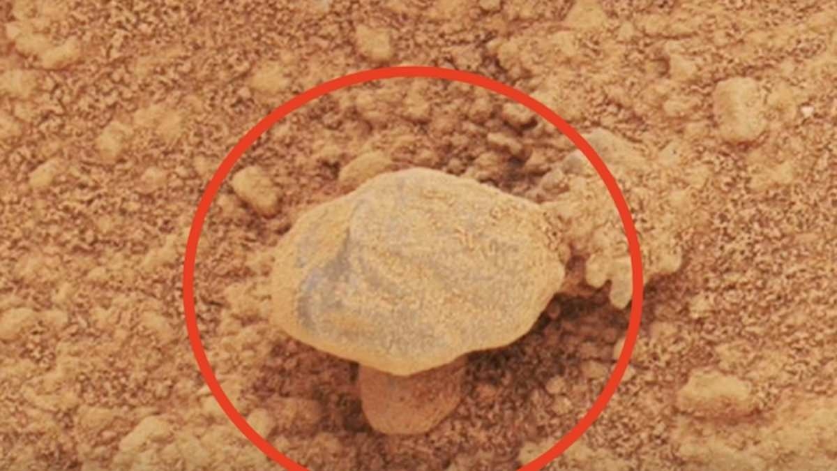 Life on Mars? Mysterious 'mushroom' is spotted on the Red Planet in photo snapped by NASA's Curiosity rover
