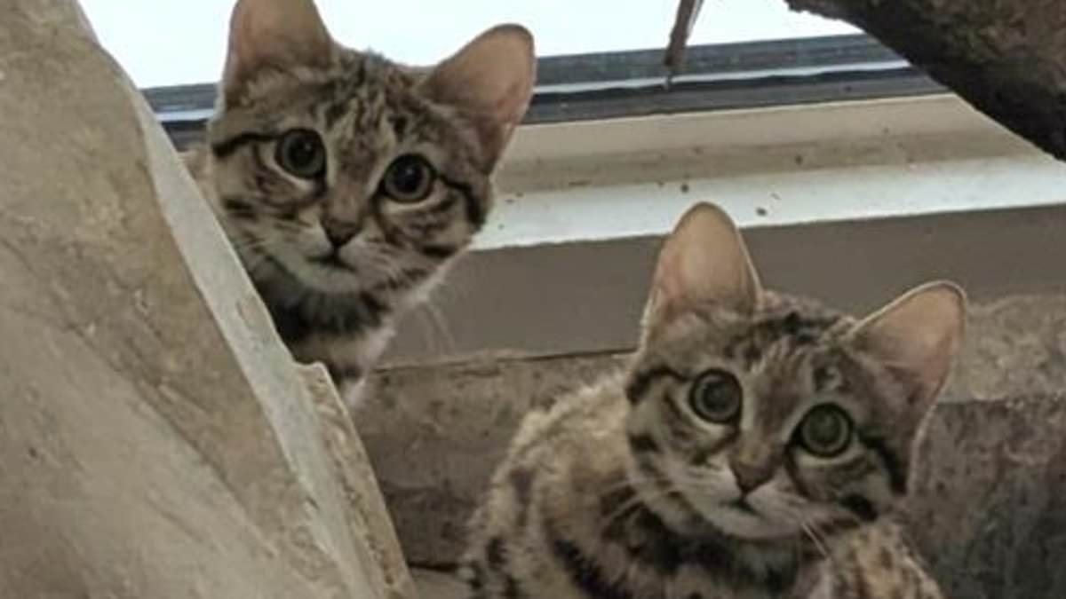World's deadliest KITTENS named Thelma and Louise make their adorable debut at Utah zoo