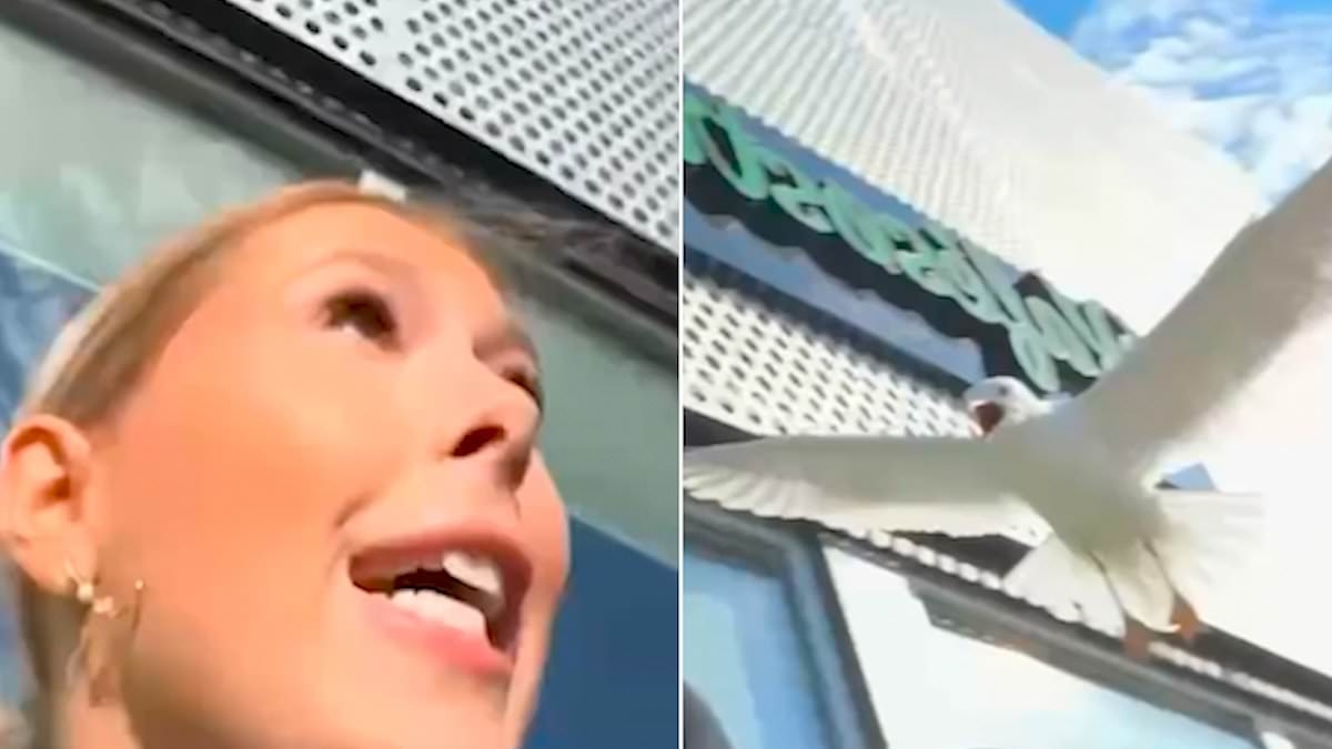 Cheeky seagull follows terrified teen across a carpark and all the way to a shop door