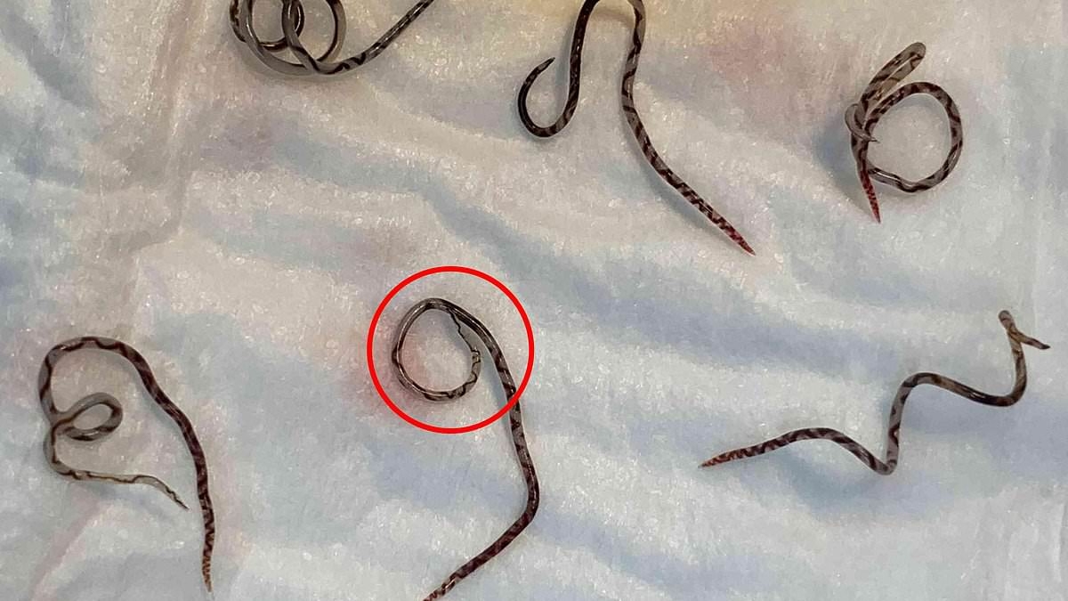 Aussie dog owners on high alert for dangerous parasite spread by slugs