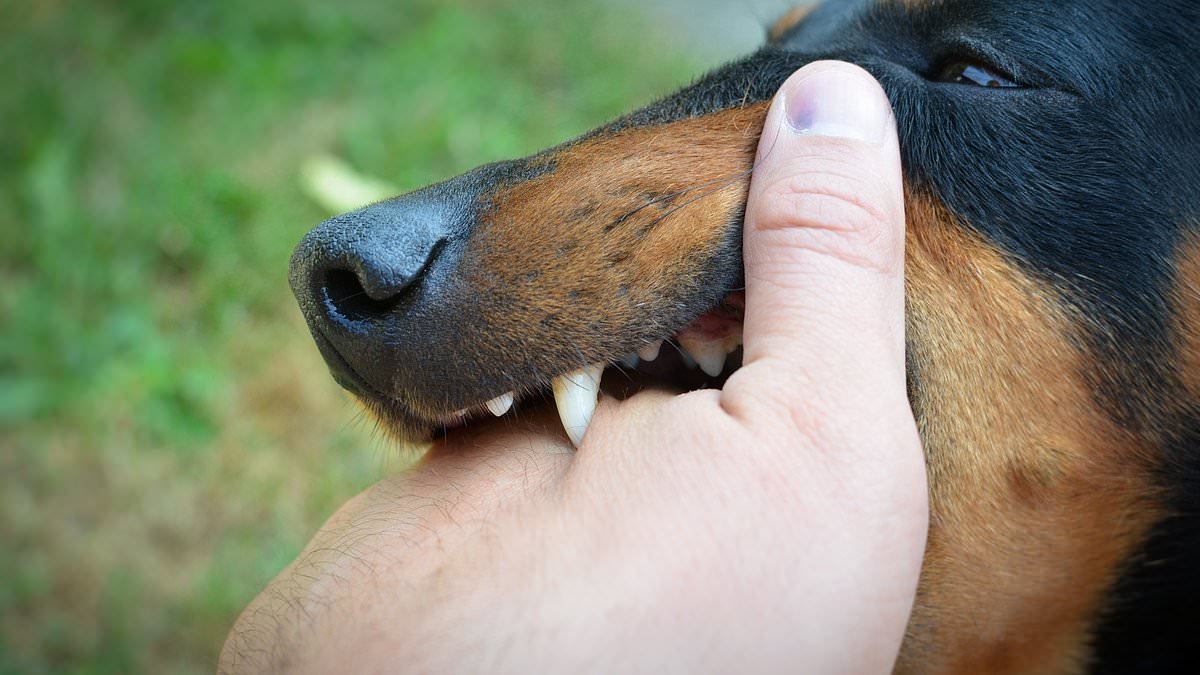 BREAKING NEWS Alert as UK woman dies from terrifying rabies - health chiefs warn of vital yet little-known prevention tactic