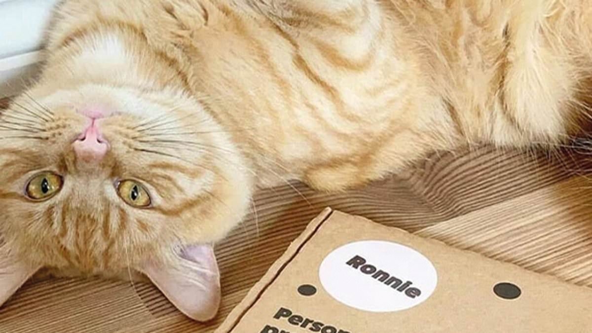 Busy pet owners love this vet-approved flea treatment - here's how to get your first month FREE