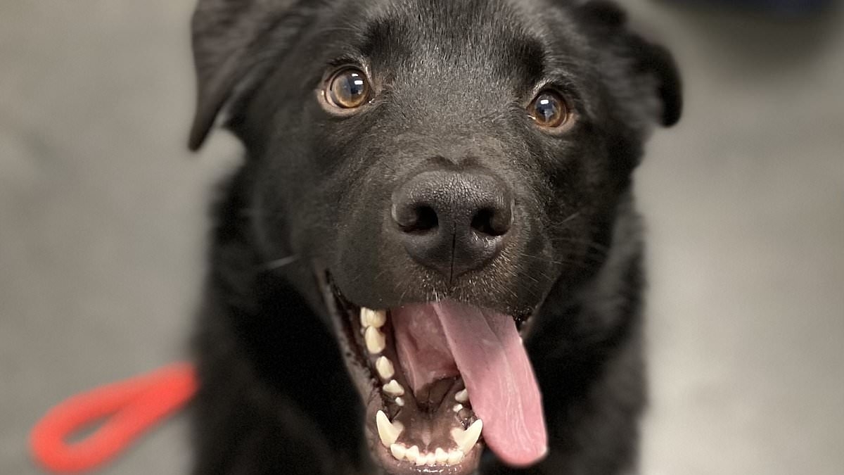 Dying stray puppy is desperate to find a loving home where he can live out his final days