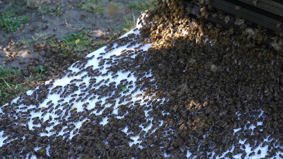 Urgent warning to Brits over an influx of BEES: UK heatwave could create a 'nectar tsunami' that triggers a rapid swarming event, experts warn