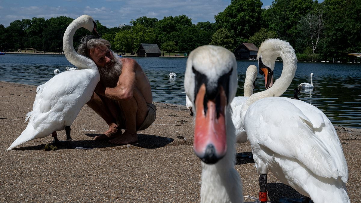 Billionaires' Row 'tramp', 57, banned from Hyde Park over his 'swan whispering' after he rammed a woman with his bicycle who filmed him 'stroking, cuddling and kissing' the birds