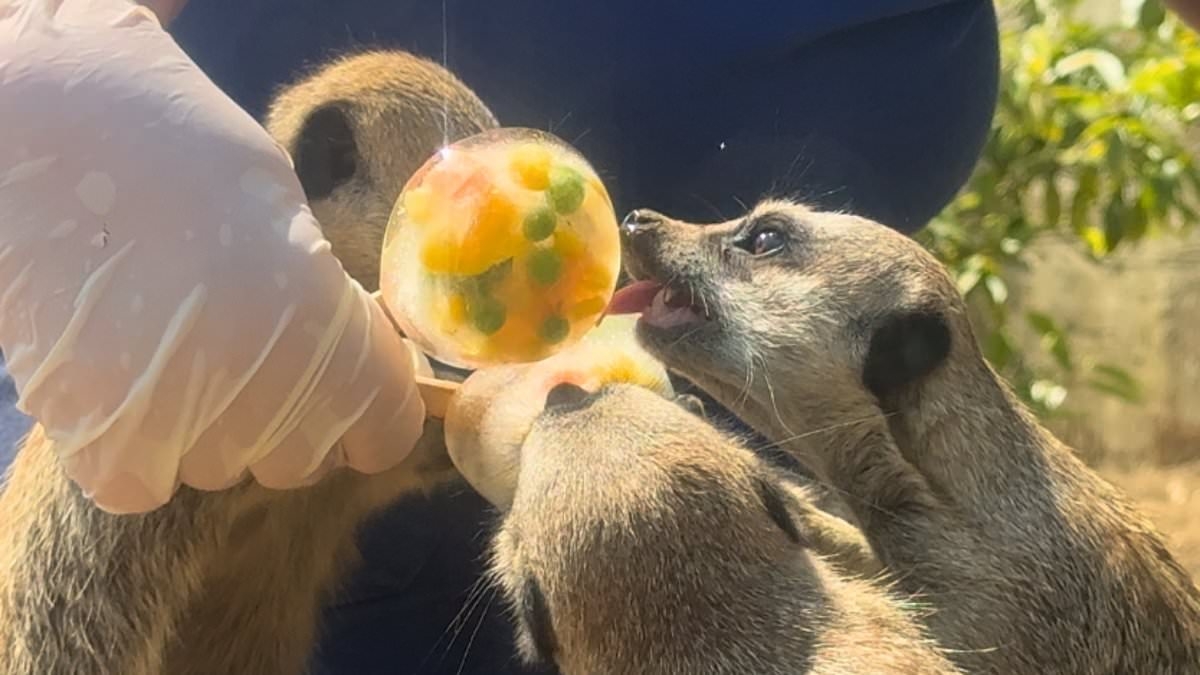 An ice lolly fur this heat! Zoo animals cool off with a treat on Britain's hottest day of the year - after temperatures soared to scorching 32.2C