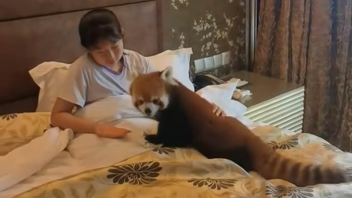 Hotel in China under fire for using endangered pandas to wake up guests