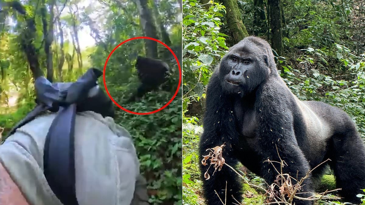 Heartstopping moment silverback GORILLA charges at group of shocked tourists and sends them crashing to the ground