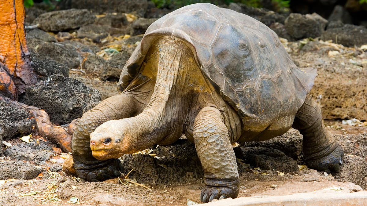Most dangerous criminals in the UK being given pets behind bars, including budgies and tortoises