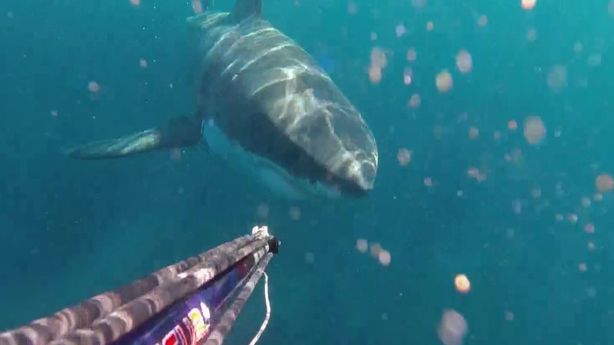 Chilling moment fisherman comes face to face with huge great white shark: 'I'm dealing with a beast'