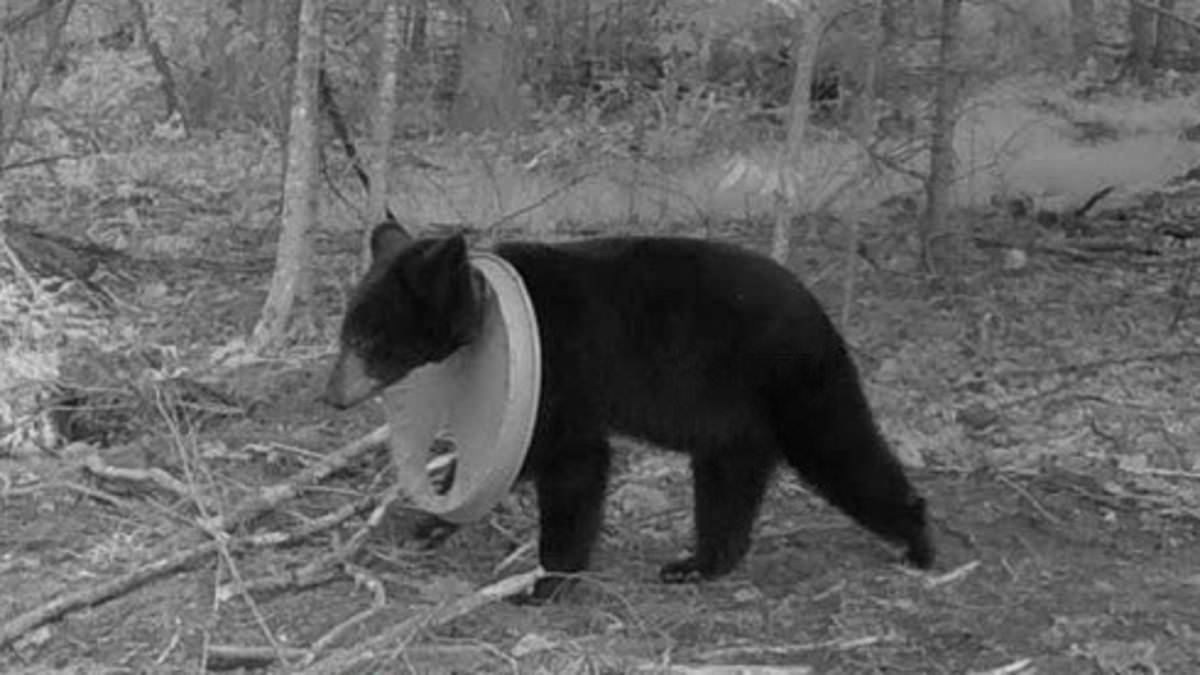 Black bear free from the plastic stuck around its neck for two years