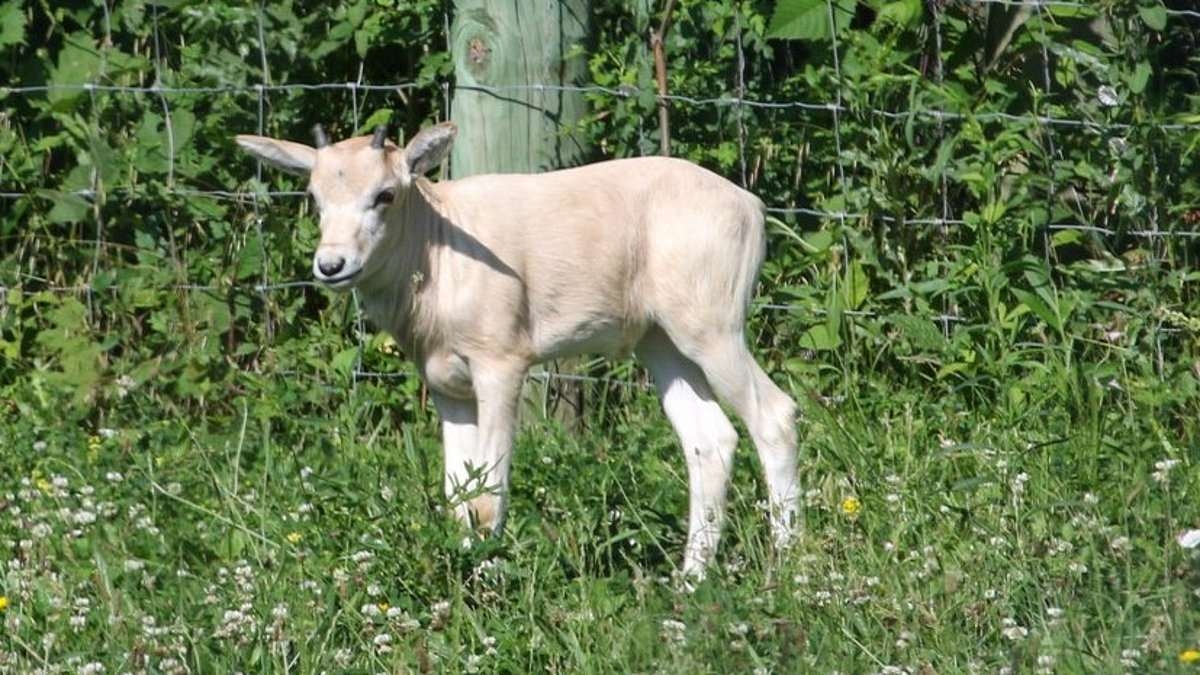 Adorable baby animal on the brink of extinction is born at Iowa zoo