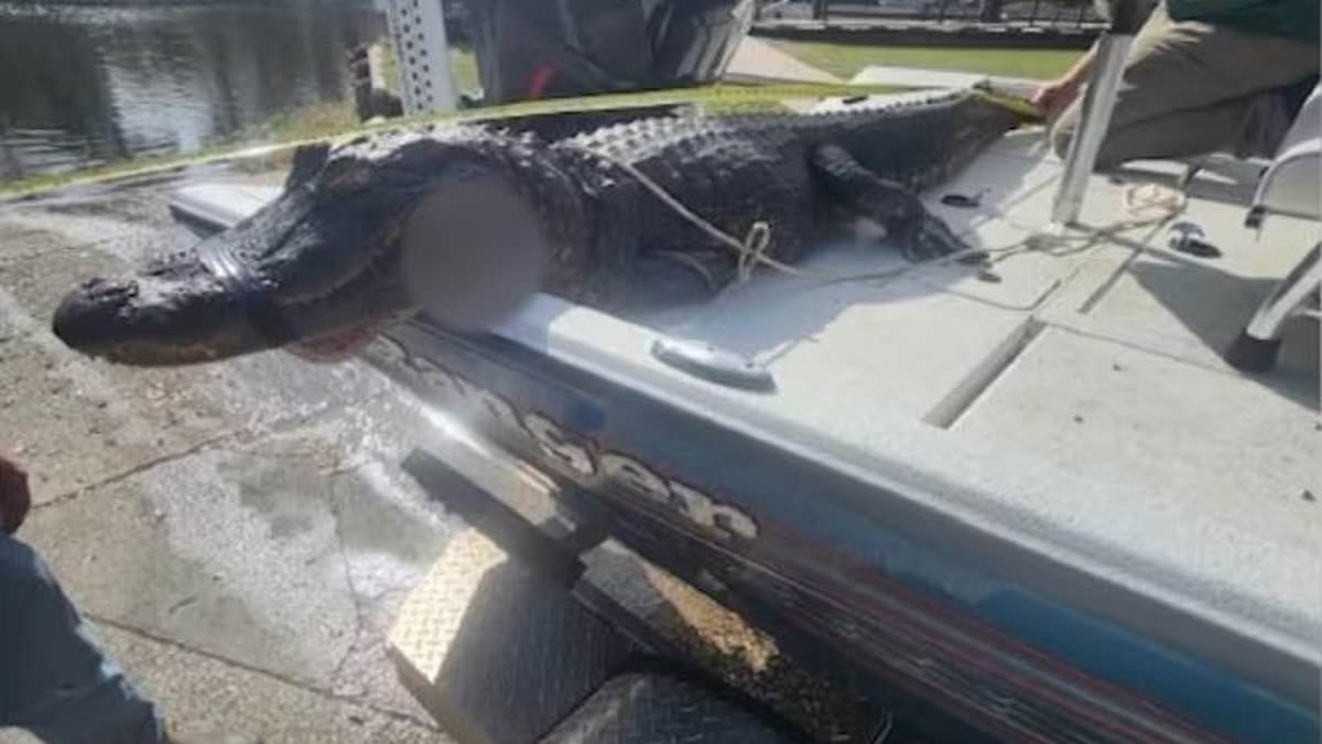 Florida wife nearly dragged underwater by alligator as man sticks his fingers deep into beast's eyes