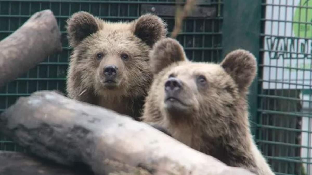 Police called as bears escape from Devon wildlife park enclosure - and eat a week's worth of honey