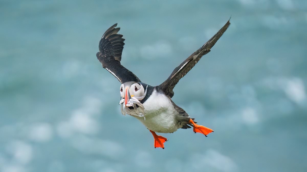 More than 500 bird species face EXTINCTION in the next 100 years thanks to climate change, scientists warn