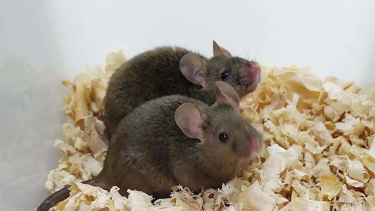 First mouse with two biological FATHERS has its own babies - in breakthrough that could pave the way for gay men to have children