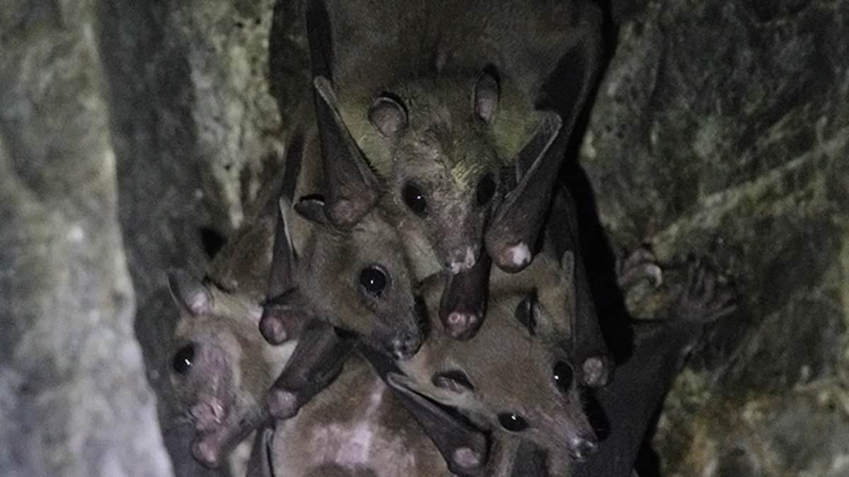 Scientists discover two brand new viruses in bats in China – and warn they could spill over to humans