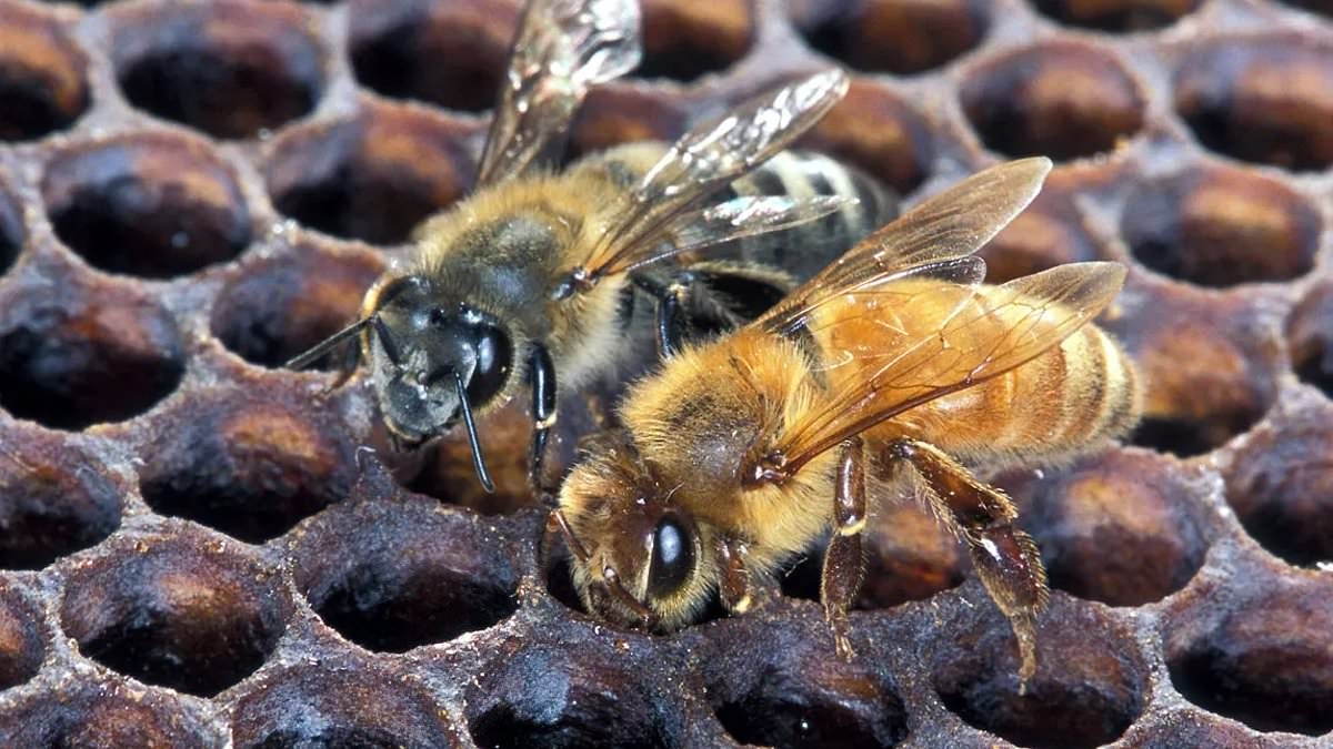 Thirteen states are invaded by terrifying killer bees that swarm by the hundreds and chase cars for miles