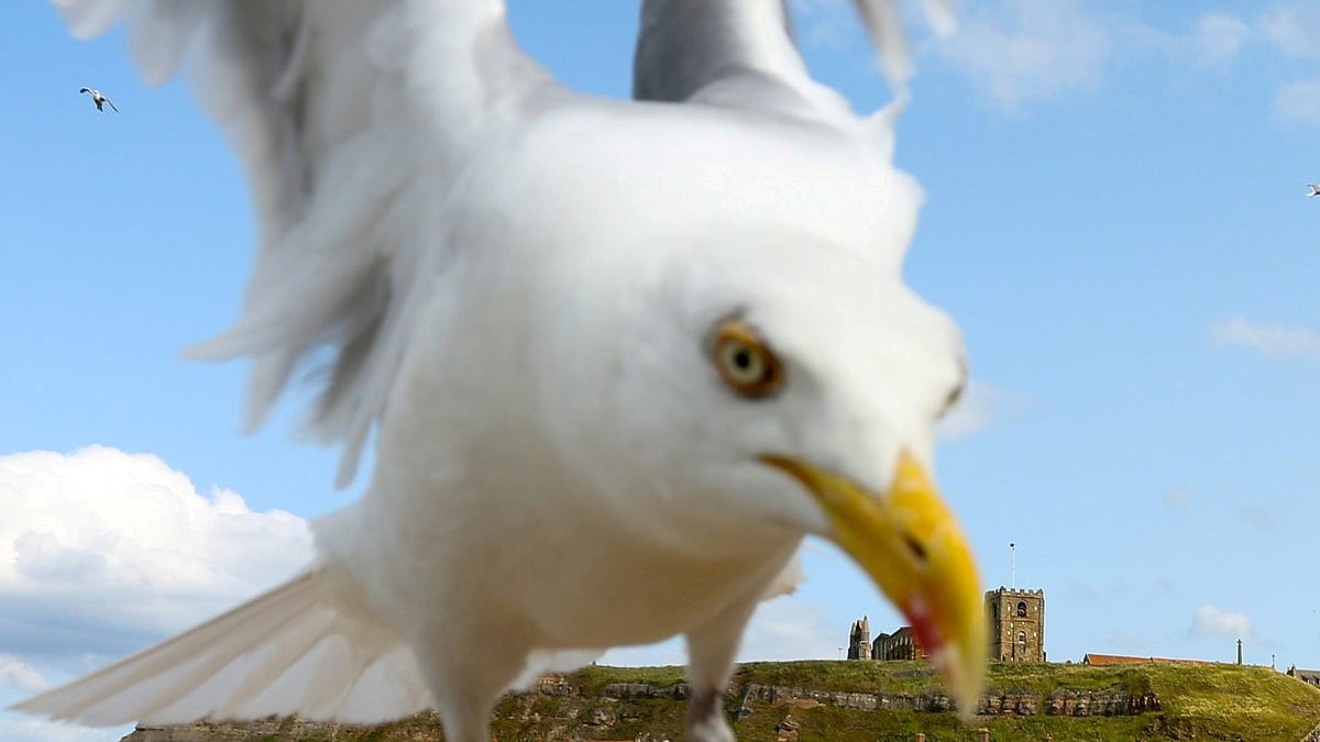 Time to tackle the scourge of Scotland's seagulls...before somebody is killed