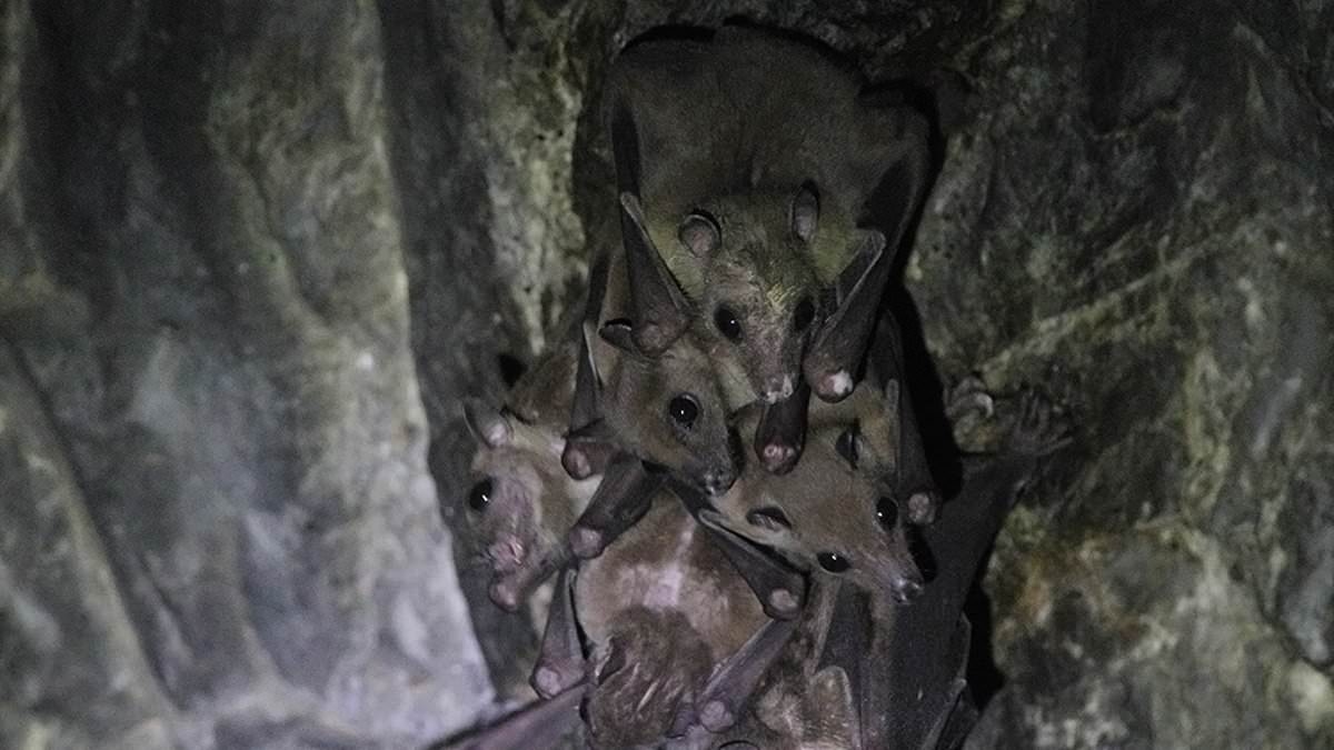 Alarming discovery in China raises fears virus outbreak could spread to Australia