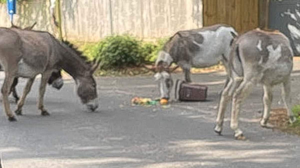 Green council's eco-bins cause donkey invasion of New Forest village provoking furious backlash