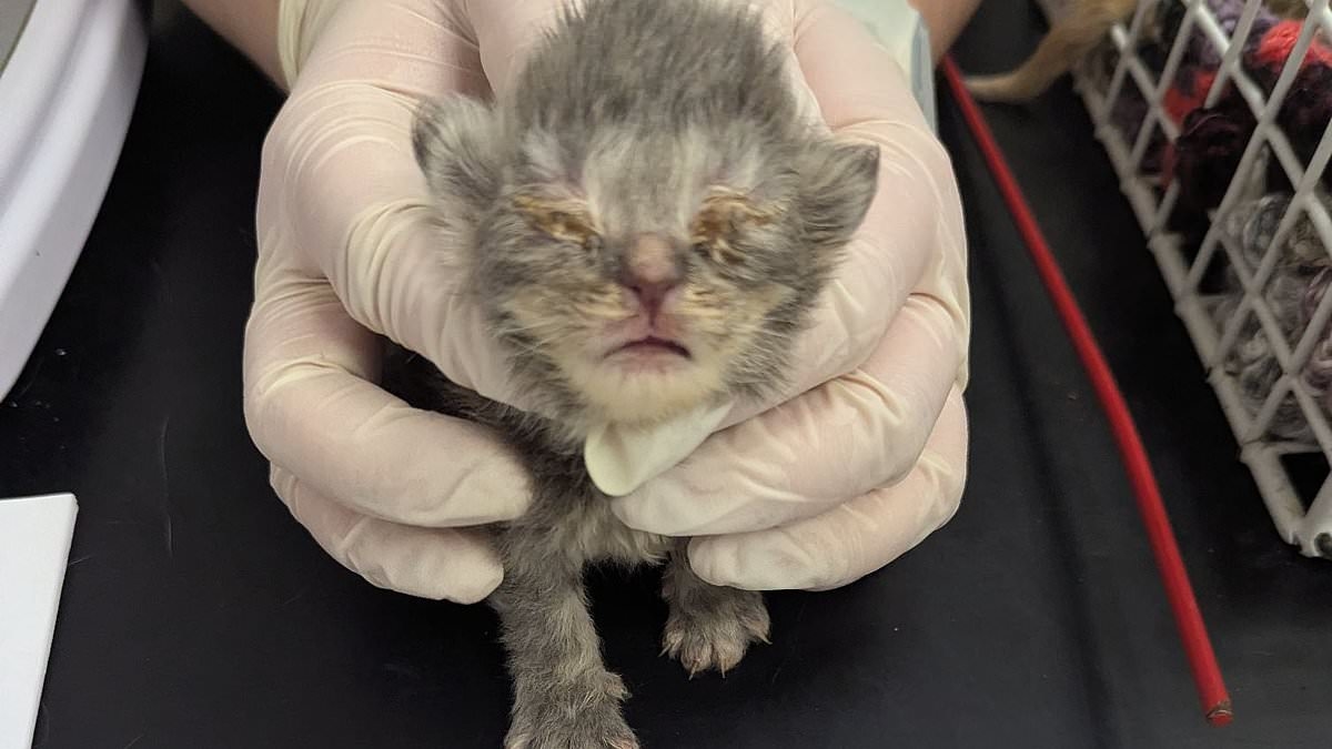 OAP couple found keeping 43 pedigree cats in a rancid, poo-covered home guilty of animal welfare offence