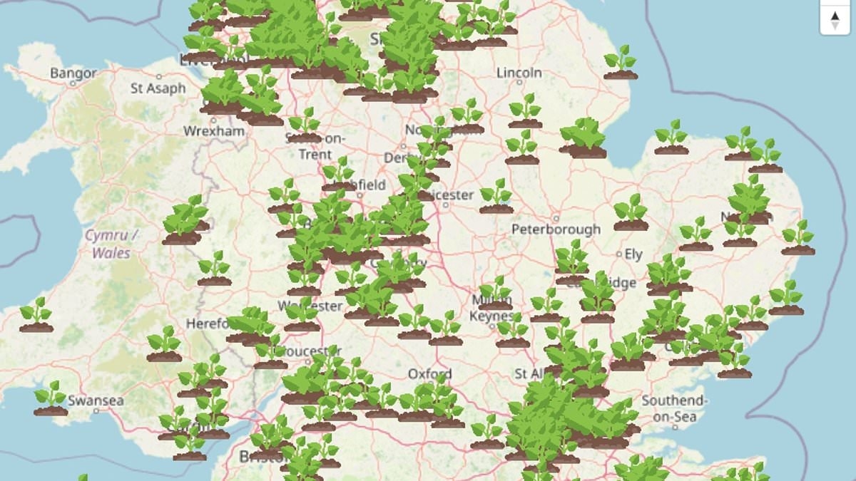 Do YOU live near a giant hogweed hotspot? Interactive map reveals the UK areas where Britain's 'most dangerous plant' has been reported