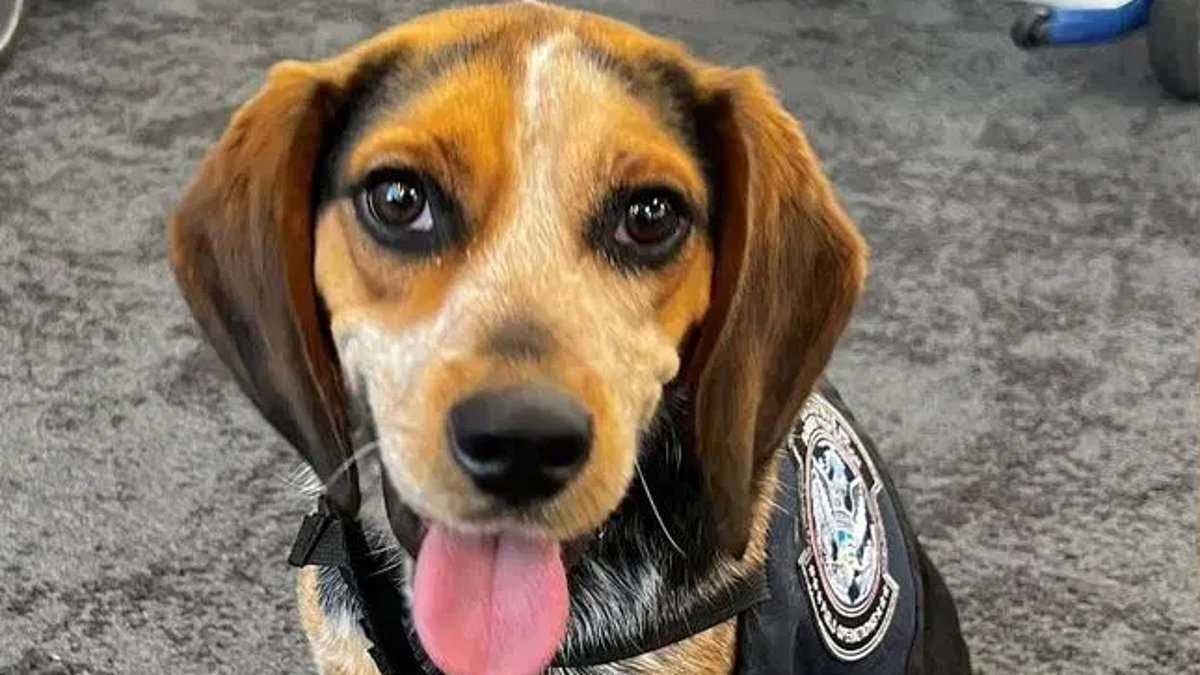Egyptian tourist who kicked airport sniffer beagle into the air in vicious attack gets satisfying punishment