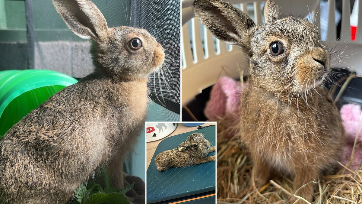 Miracle of baby hare delivered by farmer in emergency roadside Caesarean