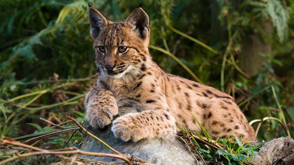 Will Lynx be freely roaming Britain in two years' time? Natural England chief says they should be