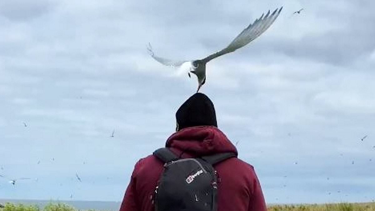 Moment tourist, 63, is pecked on the head 20 times by dive-bombing seabirds