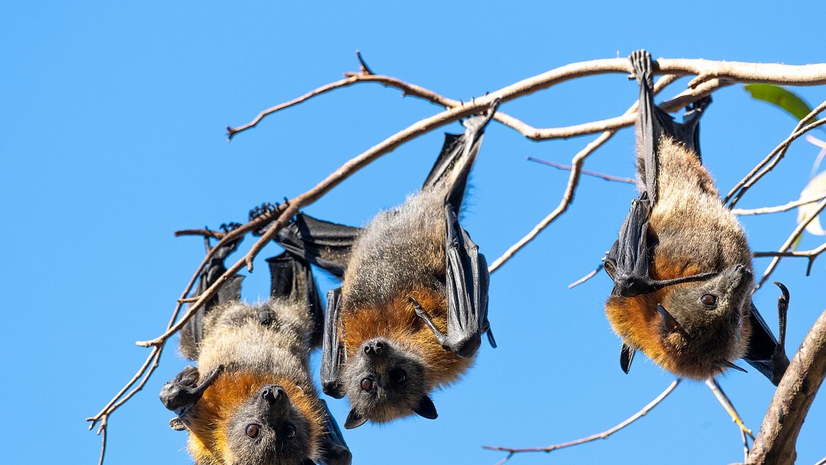 BREAKING NEWS Australian man dies after catching a horrific virus spread by bats: NSW Health issues urgent warning