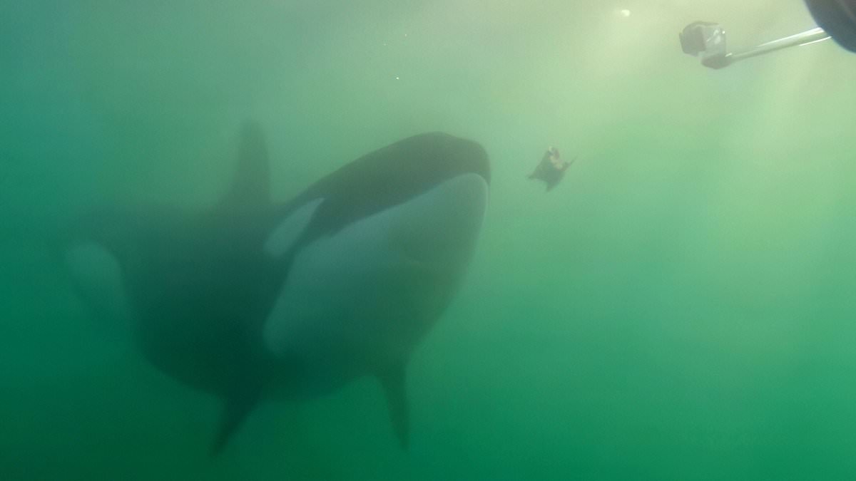 Scientists puzzled as orcas seen giving gifts to humans in random acts of 'kindness' around the world