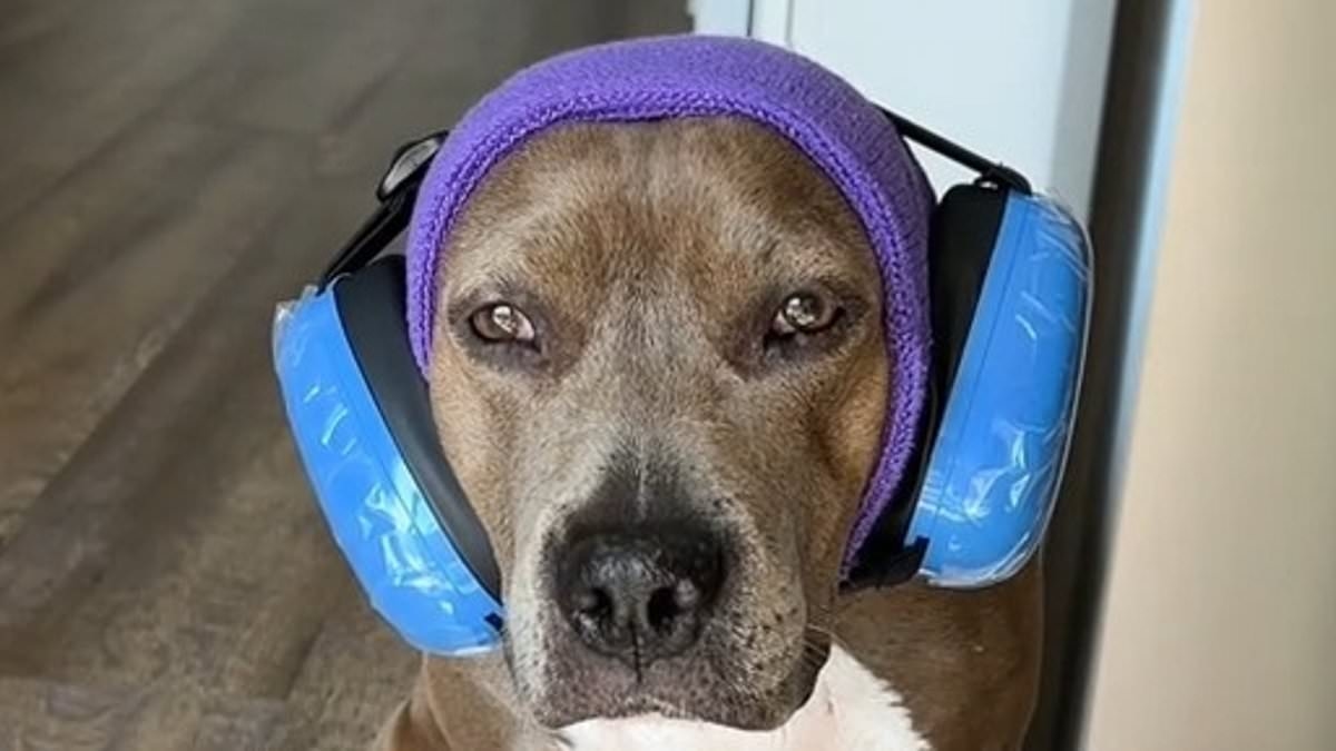 How to calm your dog during Fourth of July fireworks, according to a vet