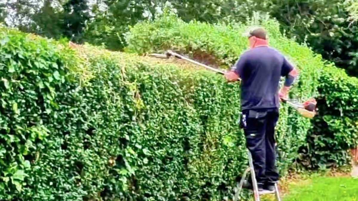 My customer's neighbours REFUSED to cut down their hedge... so here's what I did next