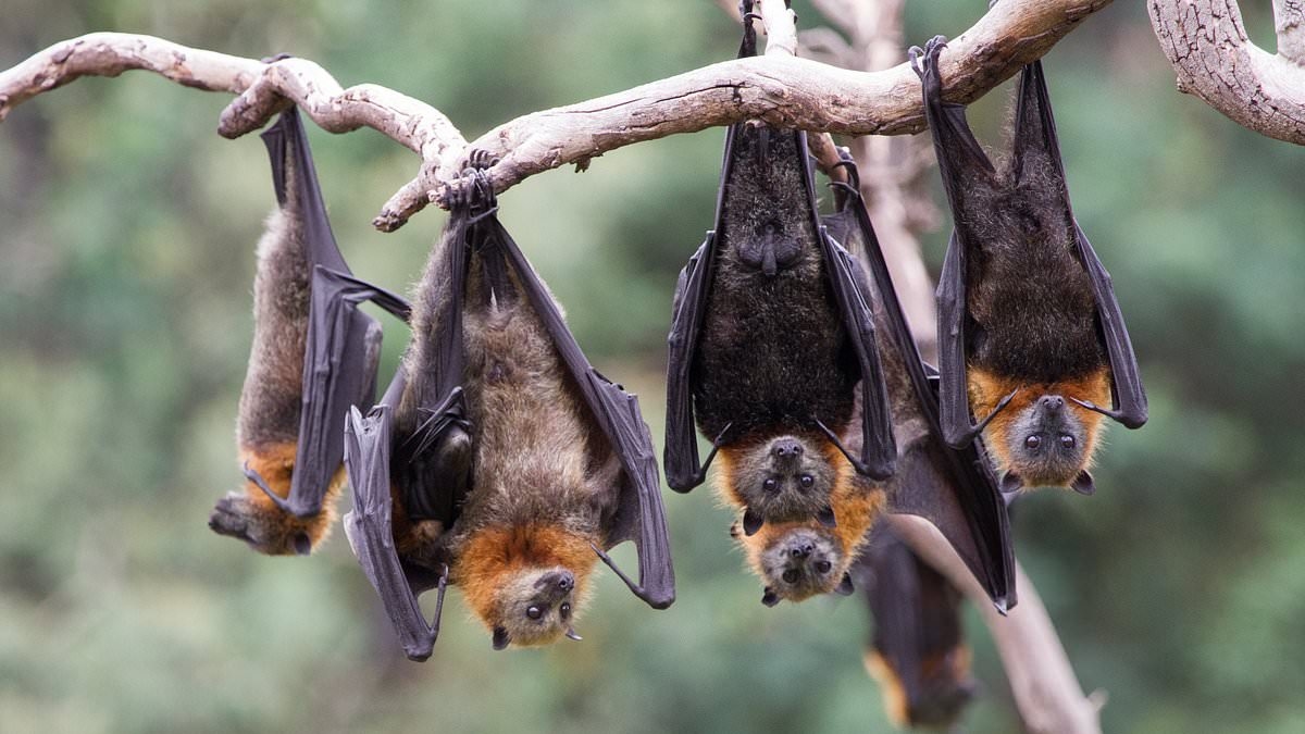 How Aussie man died from a rare virus MONTHS after he was bitten by a bat