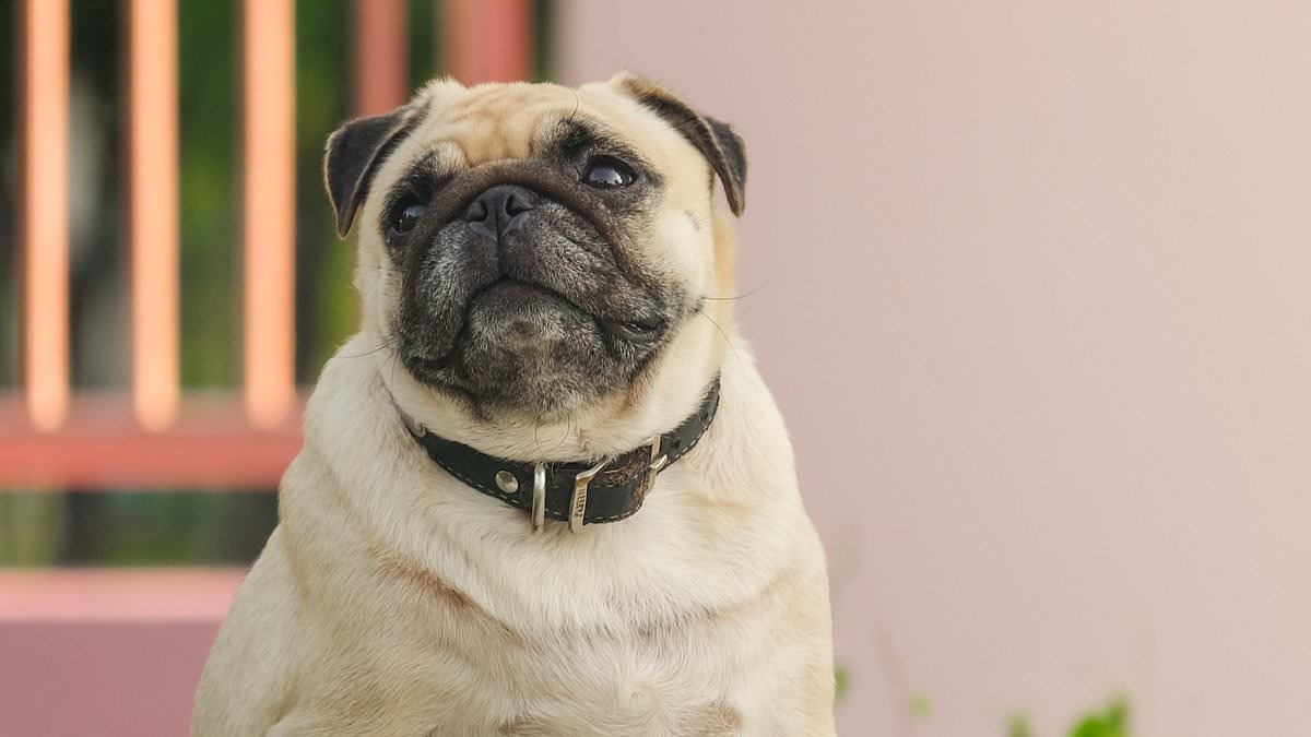 Which dog do YOU think is the cutest? Vets say our preference for breeds is changing - take the test to see if you agree