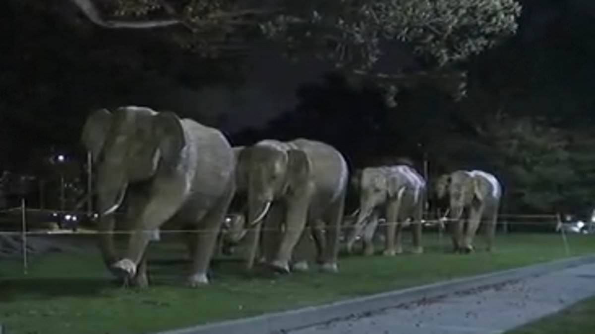 Year-long great elephant migration ends in Beverly Hills as beasts shock by strolling past Rodeo Drive