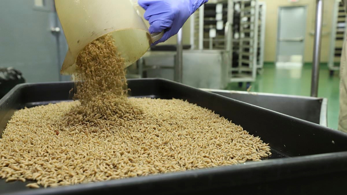 US government to release billions of flies into Mexico to stop flesh-eating insects from crossing border
