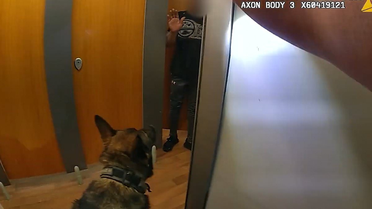 Loo-dicrous hideout: Moment police dog sniffs out suspected offenders hiding in toilet cubicle